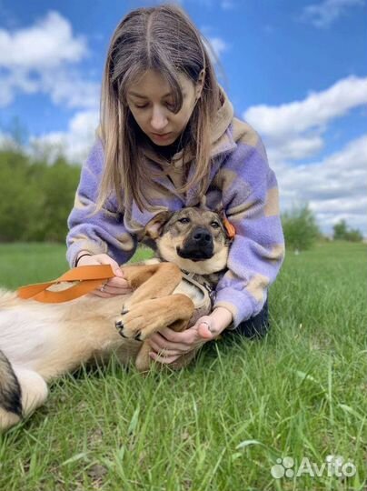 Солнечная собака из приюта