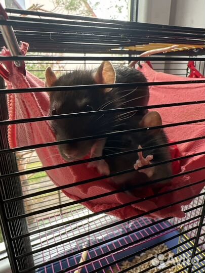 Крысы и клетка