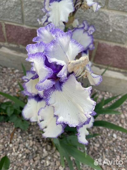 Ирисы сортовые