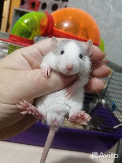 Крыса крысята дамбо