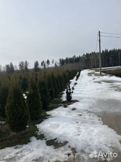 Туя с бесплатной доставкой