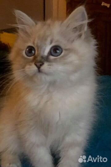 Невский котик