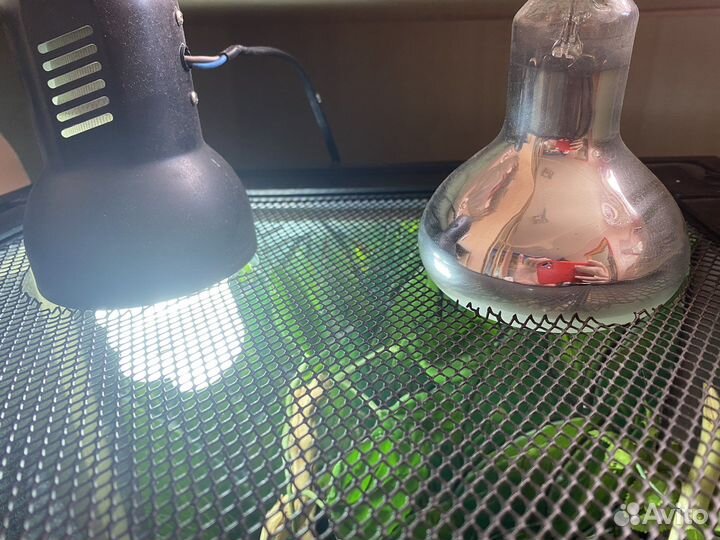 Террариум для рептилий