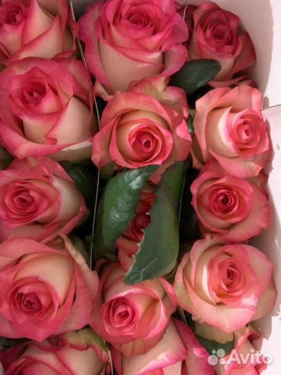 Розы оптом доставкой по РФ