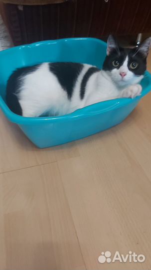 Ищем хозяев для кошечки