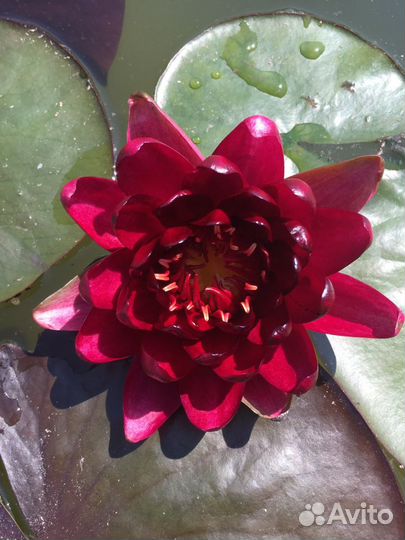 Нимфеи лилии кувшинки