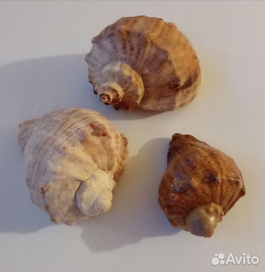 Морские ракушки раковины