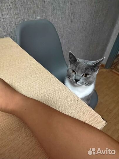 Отдаем котика бесплатно