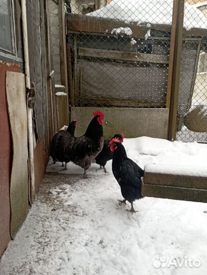 Чистопородные куры