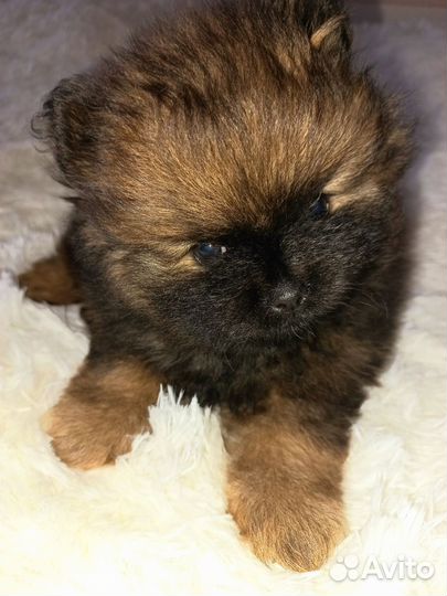 Щенок шпица