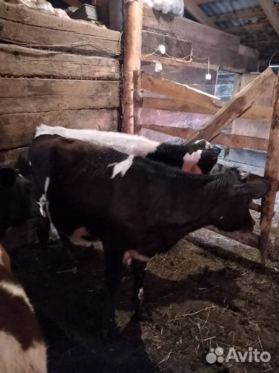 Телята, телки