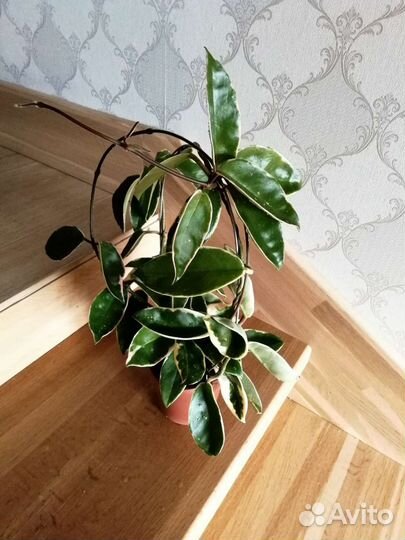 Хойя кримсон квин