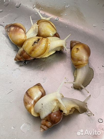 Улитки ахатины