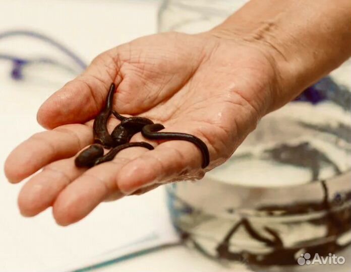 Наживка для рыбалки