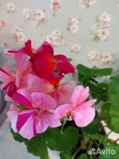 Пеларгония герань