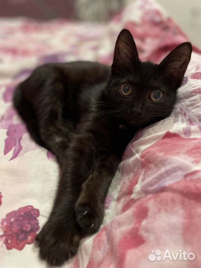 Красавчик в добрые руки