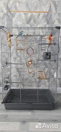 Продам попугая волнистого