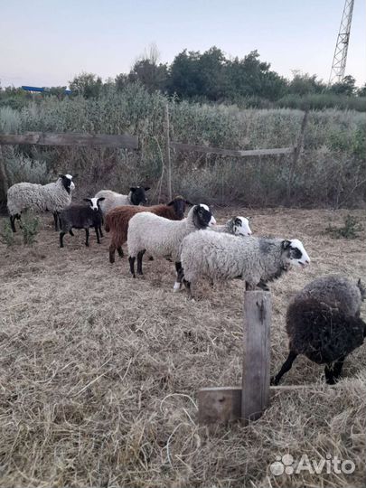 Овцы романовской породы