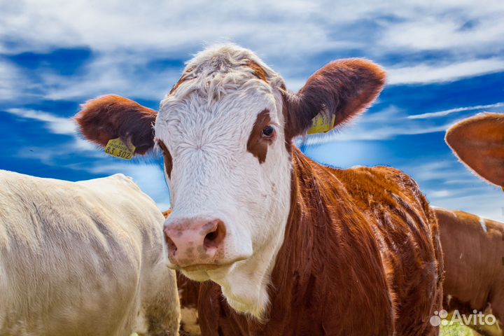 Коровы быки хряки вынужденный забой