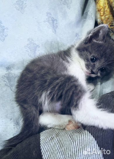 Домашние животные бесплатно кошки