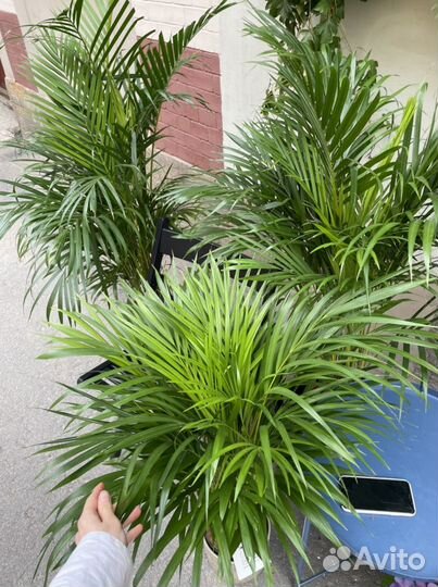 Пальма Арека Дипсис В наличии все размеры