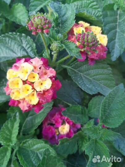 Лантана сводчатая жёлтая, розовая, красная, белая