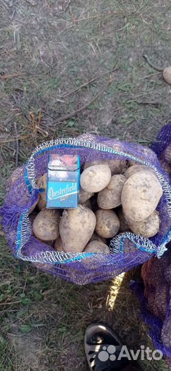 Продам картофель оптом