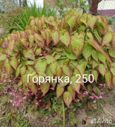 Многолетники садовые