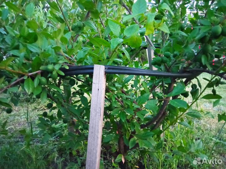 Парник и шпалеры и опоры для цветов