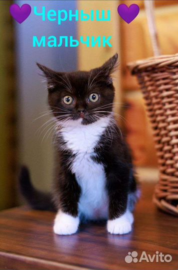 Котенок-спасеныш в очень добрые ручки