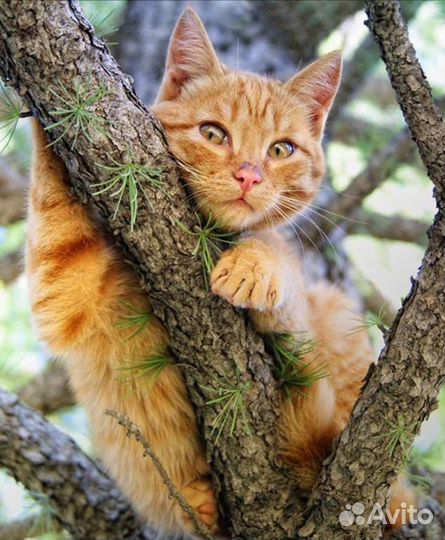 Сниму кота с дерева