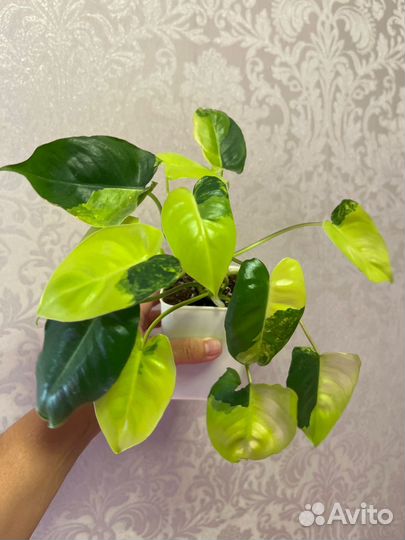 Комнатные растения цветы