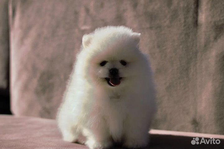 Померанский шпиц мини белый