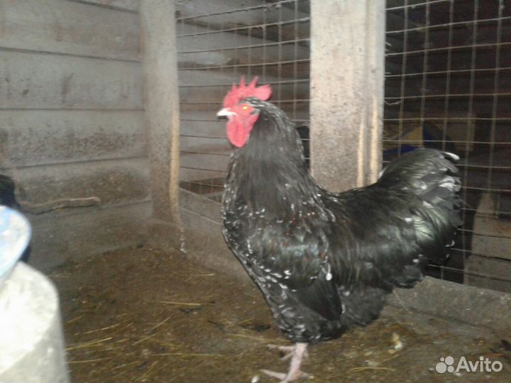 Инкубационное яйцо крупных пород кур гусей