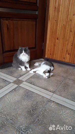 Котик потрясающе красивый и пушистый 6 месяцев