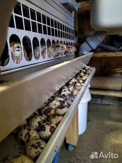 Инкубационное яйцо перепелки