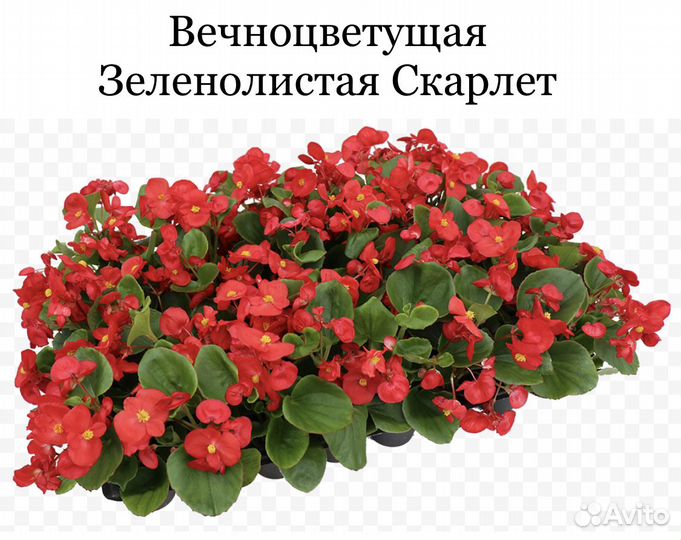 Рассада бегонии