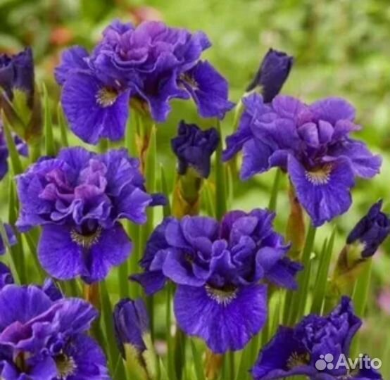 Ирис сибирский