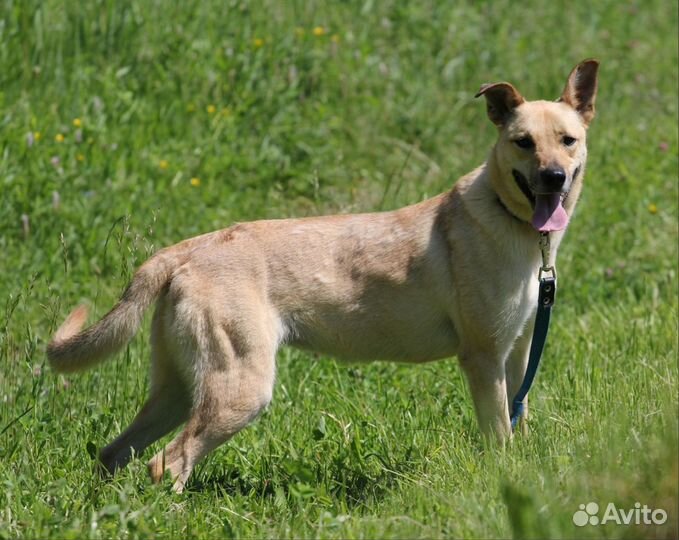 Собака Сьюзи