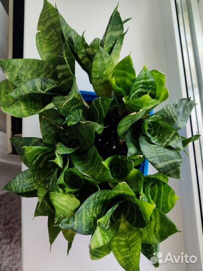 Сансевиерия Ханни