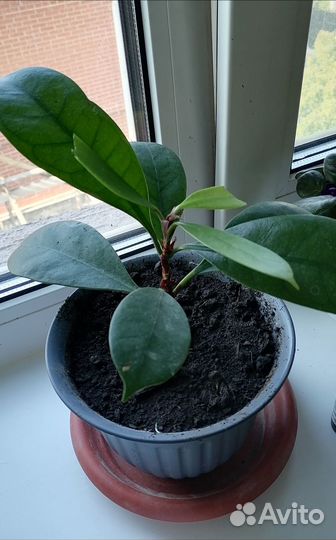 Фикус каучуконосный