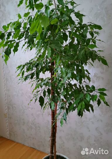 Комнатные растения цветы Фикус Бенджамина