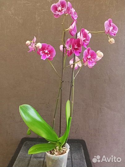 Орхидея фаленопсис Биг-Лип Ягуар отцветает