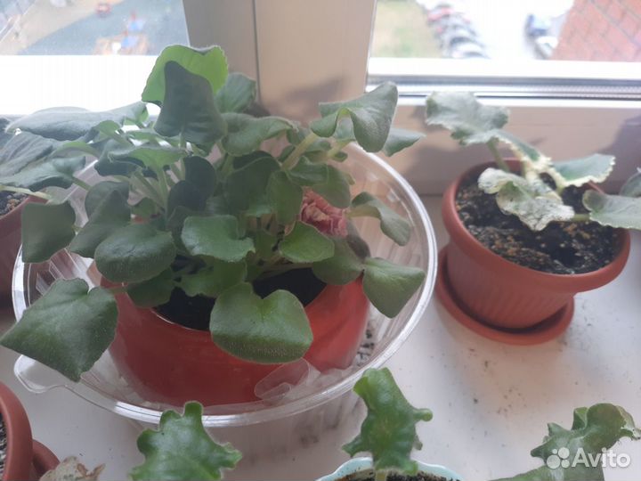 Детки сортовых фиалок