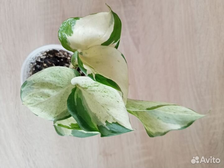 Домашние растения цветы