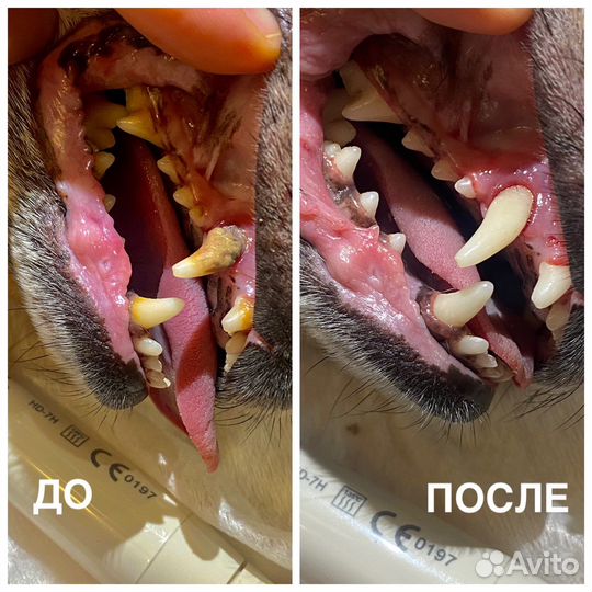 Ультразвуковая чистка зубов собакам и кошкам