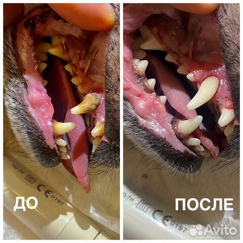 Ультразвуковая чистка зубов собакам и кошкам