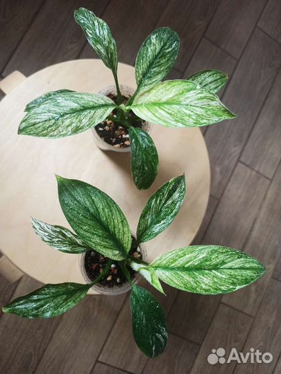 Спатифиллум канифоль