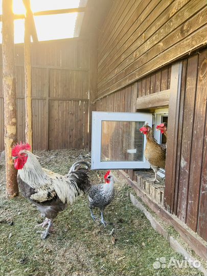 Инкубационное яйцо