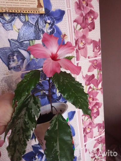 Гибискус варегатный, пестролистный